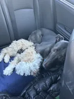 Luna, a female Labrador Retriever for sale in Huntersville, NC – Photo 3 of 3