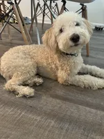 Bean, a male Miniature Aussiedoodle for sale in Huntersville, NC – Photo 1 of 3