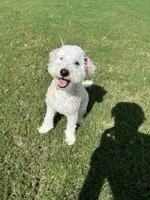 Bean, a male Miniature Aussiedoodle for sale in Huntersville, NC – Photo 3 of 3