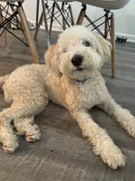 Bean, a male Miniature Aussiedoodle for sale in Huntersville, NC – Photo 2 of 3