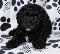 Abby, a female Yorkipoo for sale in Irwin, PA – Photo 2 of 4