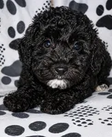 Abby, a female Yorkipoo for sale in Irwin, PA – Photo 3 of 4