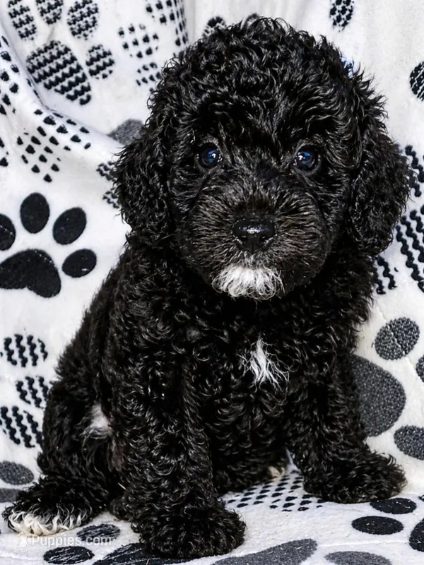 Abby – Yorkipoo puppy for sale in Irwin, PA