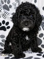 Abby, a female Yorkipoo for sale in Irwin, PA – Photo 1 of 4