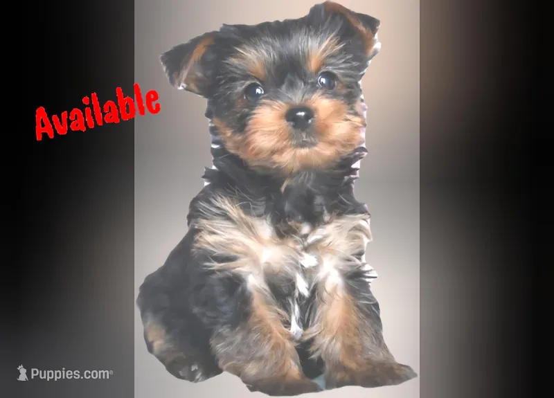 Juila, a female Yorkshire Terrier for sale in Pennsylvania Furnace, PA – Photo 1 of 1