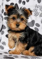 Payton, a male Yorkshire Terrier for sale in Irwin, PA – Photo 2 of 2