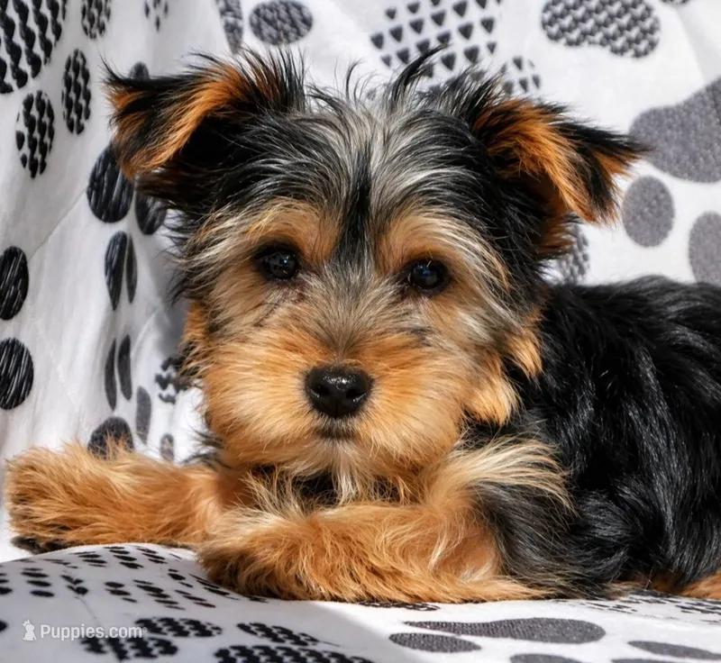 Payton – Yorkshire Terrier puppy for sale in Irwin, PA