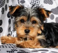 Payton, a male Yorkshire Terrier for sale in Irwin, PA – Photo 1 of 2