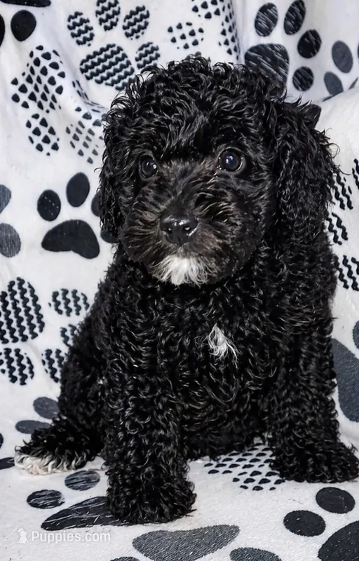 Gabby  – Yorkipoo puppy for sale in Irwin, PA