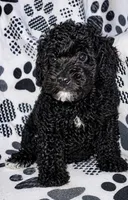 Gabby , a female Yorkipoo for sale in Irwin, PA – Photo 1 of 2