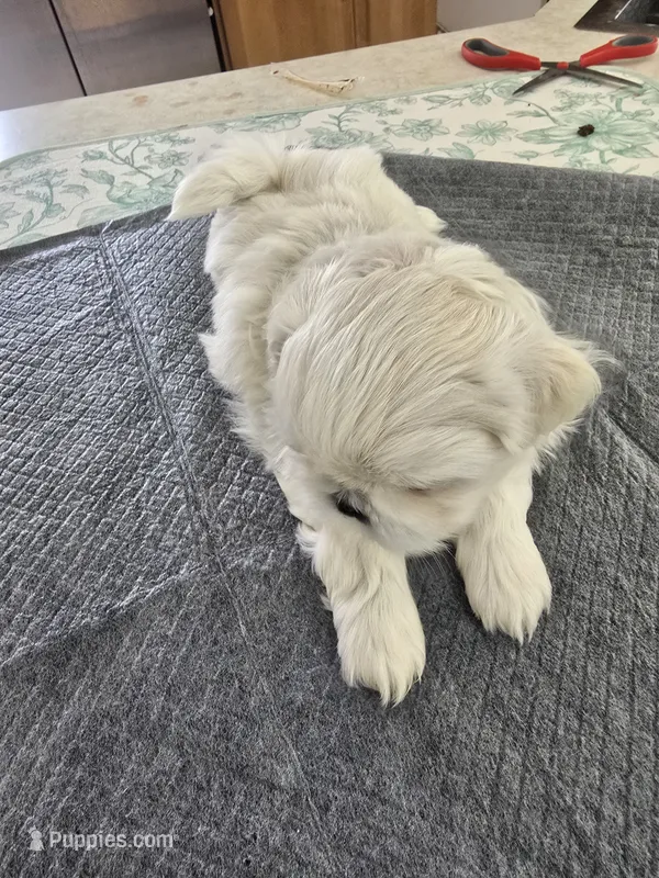 #3 – Shih Tzu puppy for sale in Pasco, WA