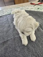 #3, a male Shih Tzu for sale in Pasco, WA – 1 of 2