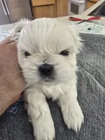 #3, a male Shih Tzu for sale in Pasco, WA – 2 of 2