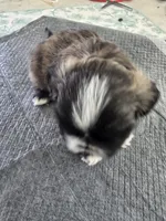 #4, a male Shih Tzu for sale in Pasco, WA – 2 of 2