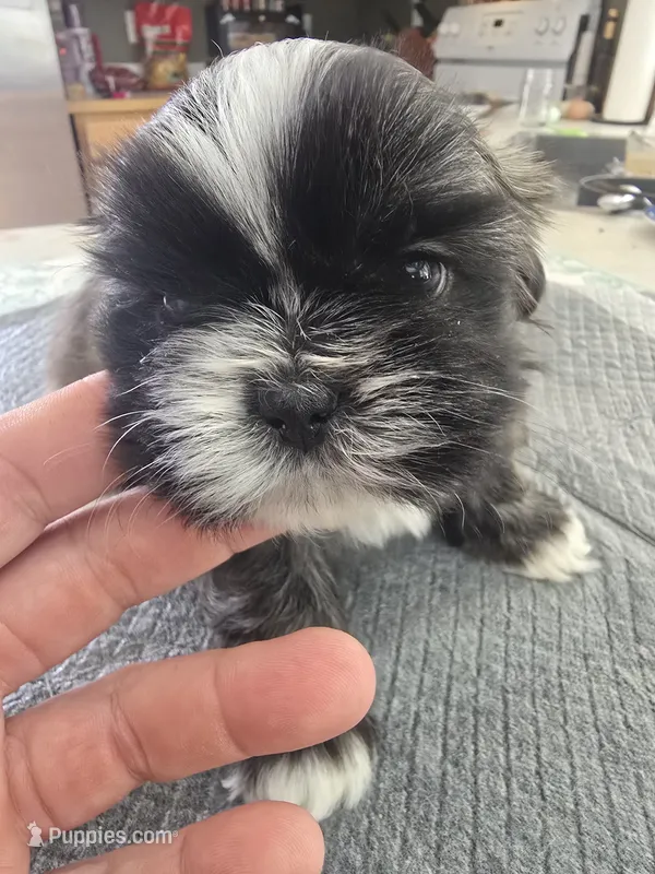 #4 – Shih Tzu puppy for sale in Pasco, WA