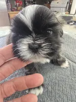 #4, a male Shih Tzu for sale in Pasco, WA – 1 of 2