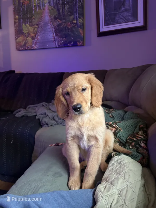 *** Gracie *** – Golden Retriever puppy for sale in Ludlow, MA
