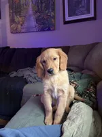 *** Gracie ***, a female Golden Retriever for sale in Ludlow, MA – 1 of 3