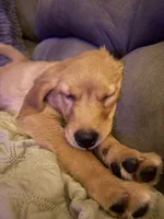*** Gracie ***, a female Golden Retriever for sale in Ludlow, MA – 2 of 3