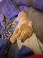 *** Gracie ***, a female Golden Retriever for sale in Ludlow, MA – 3 of 3