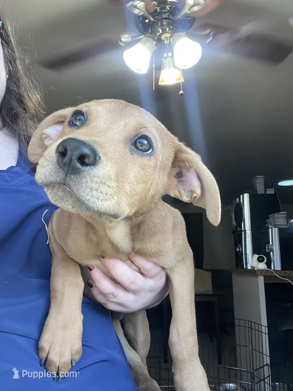 Scooby Doo  – Border Collie, Japanese Akita puppy for sale in Kennewick, WA