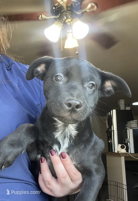 Oreo  – Border Collie, Akita puppy for sale in Kennewick, WA
