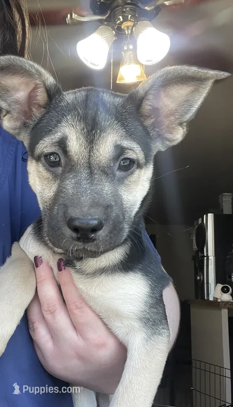 Suki  – Border Collie, Akita puppy for sale in Kennewick, WA