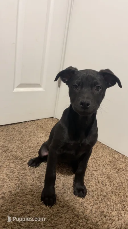 Stormy  – Border Collie, Akita puppy for sale in Kennewick, WA