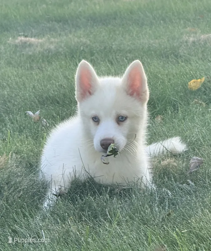 Beech – Pomsky puppy for sale in Goshen, IN