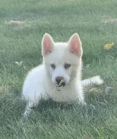 Beech, a male Pomsky for sale in Goshen, IN – 1 of 4