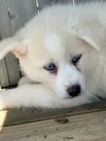 Pine, a male Pomsky for sale in Goshen, IN – 2 of 3