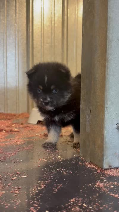 Lincoln, a male Pomsky for sale in Goshen, IN – 3 of 3