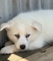 Pine, a male Pomsky for sale in Goshen, IN – 1 of 3