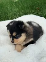 Franklin, a male Pomsky for sale in Goshen, IN – 3 of 3