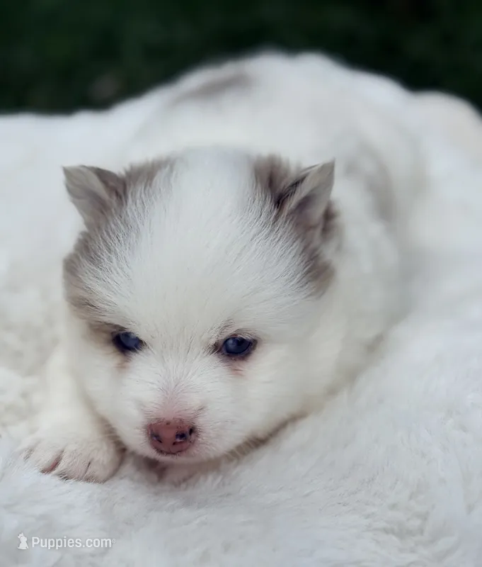 Theodore – Pomsky puppy for sale in Goshen, IN