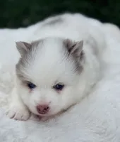 Theodore, a male Pomsky for sale in Goshen, IN – 1 of 3