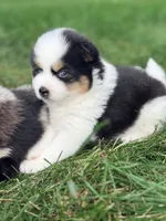 Washington, a male Pomsky for sale in Goshen, IN – 2 of 3