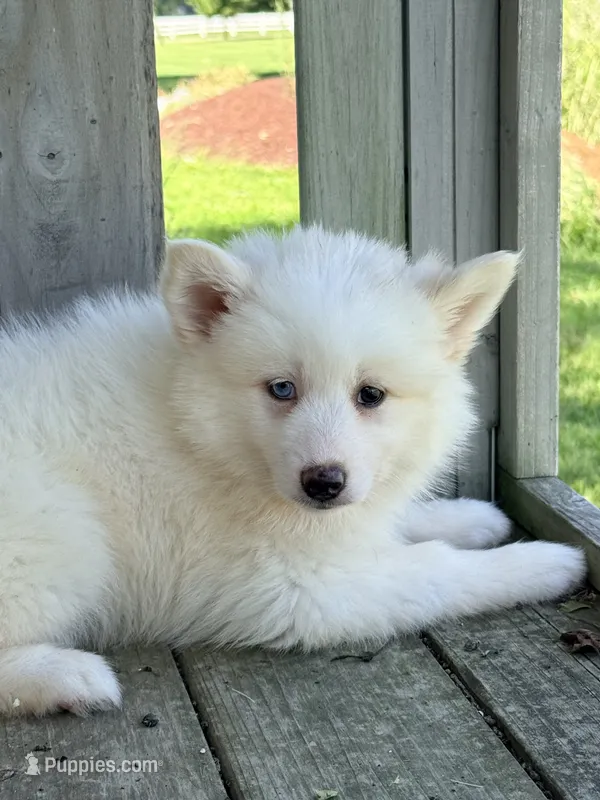 Aspen – Pomsky puppy for sale in Goshen, IN