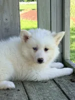 Aspen, a female Pomsky for sale in Goshen, IN – 1 of 3