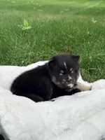 Lincoln, a male Pomsky for sale in Goshen, IN – 2 of 3