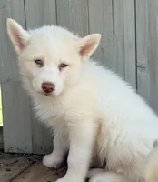 Beech, a male Pomsky for sale in Goshen, IN – 3 of 4