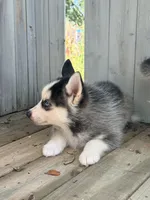Cedar, a male Pomsky for sale in Goshen, IN – 2 of 4
