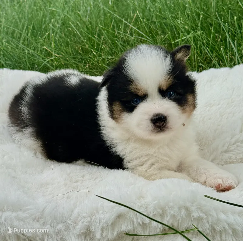 Washington – Pomsky puppy for sale in Goshen, IN