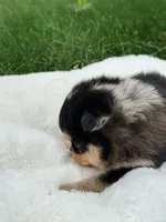 Franklin, a male Pomsky for sale in Goshen, IN – 2 of 3