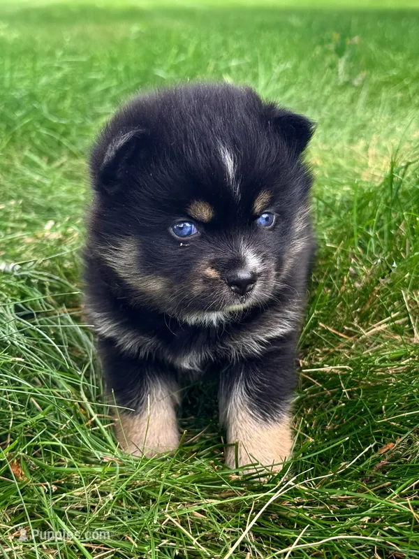 Lincoln – Pomsky puppy for sale in Goshen, IN