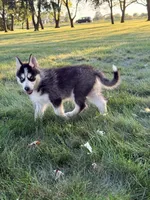 Oak, a male Pomsky for sale in Goshen, IN – 2 of 3