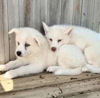 Beech, a male Pomsky for sale in Goshen, IN – 4 of 4