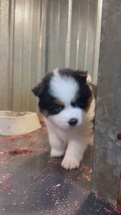 Washington, a male Pomsky for sale in Goshen, IN – 3 of 3