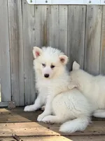 Aspen, a female Pomsky for sale in Goshen, IN – 2 of 3