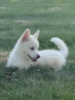Beech, a male Pomsky for sale in Goshen, IN – 2 of 4